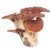 Medicinal Mushroom